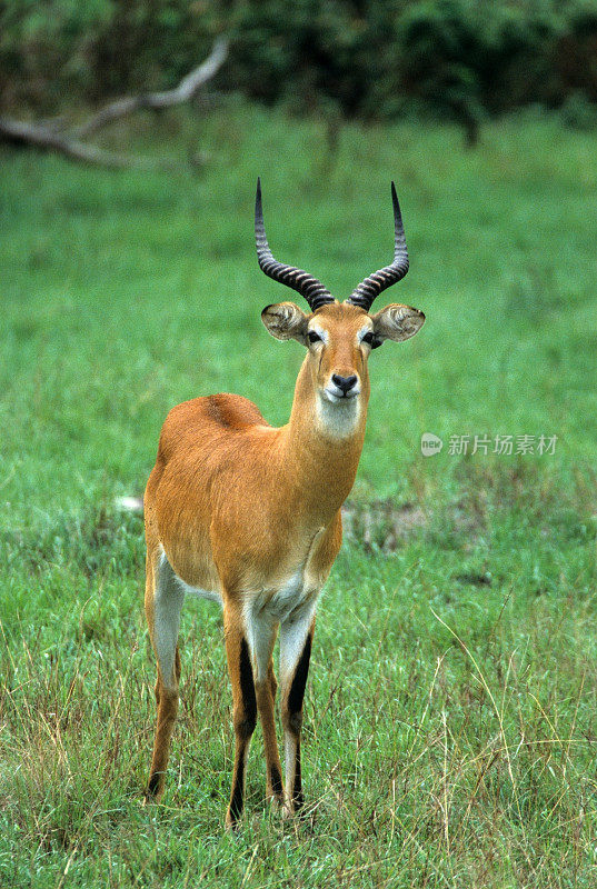 乌干达雄鹬挺立在伊丽莎白女王国家公园