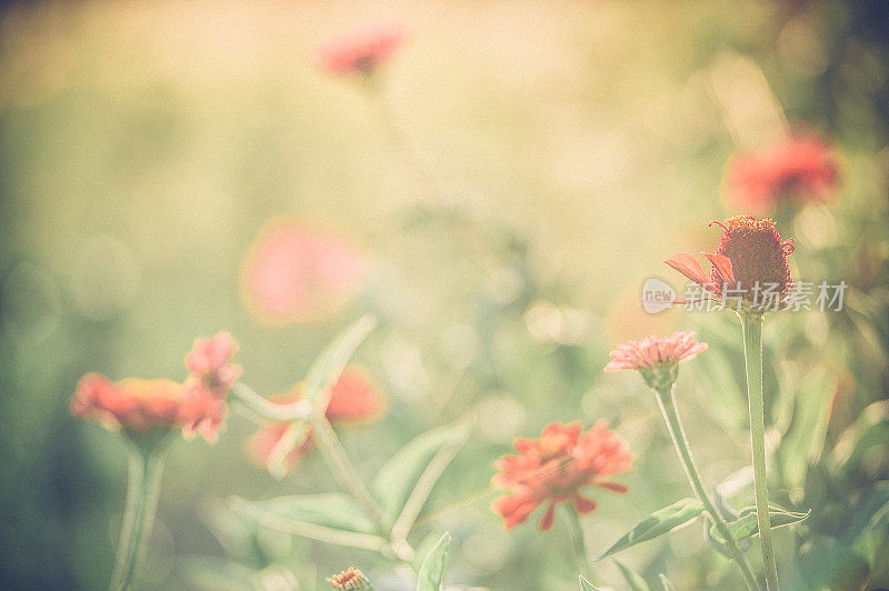 阳光下花园里五颜六色的百日菊