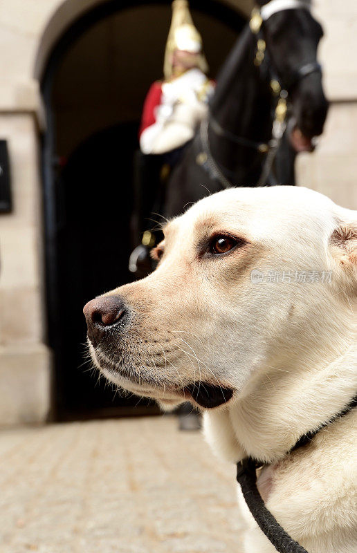 拉布拉多寻回犬和英国骑兵卫队