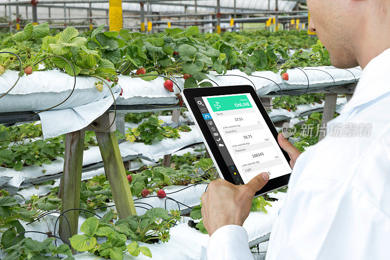 智能农业、农场、传感器技术概念。农民手用平板监测草莓农场土壤的温度、湿度、压力、光照。