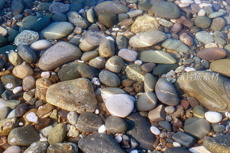阳光明媚的水母漂浮在黑色海石之上
