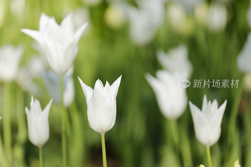 白色郁金香花床近