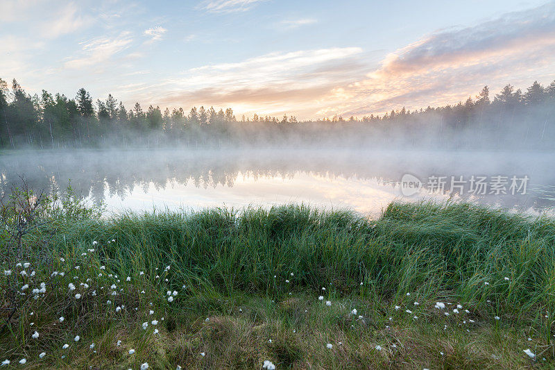 雾蒙蒙的早晨在森林池塘