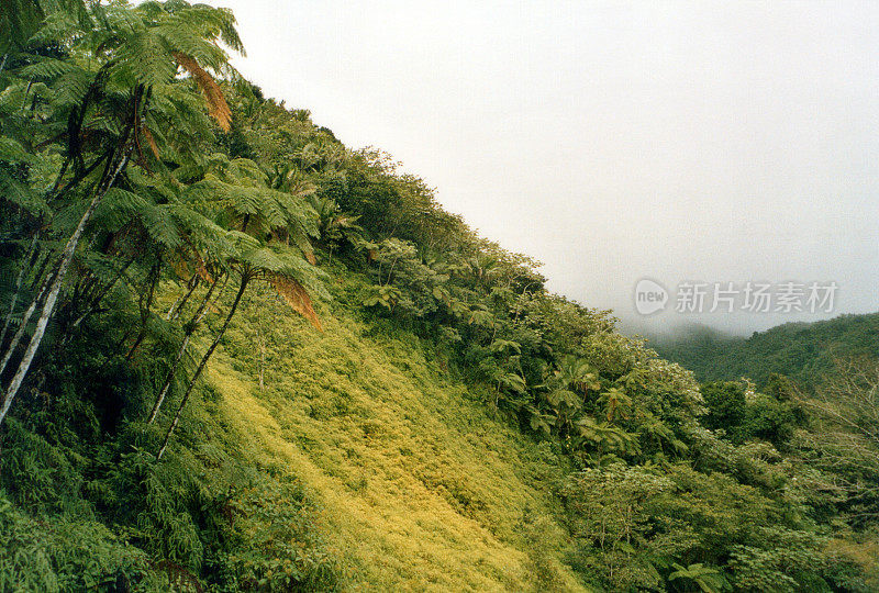 热带雨林沿科迪勒拉中央全景，波多黎各