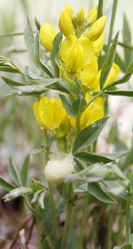 草原金豆(rhombifolia)