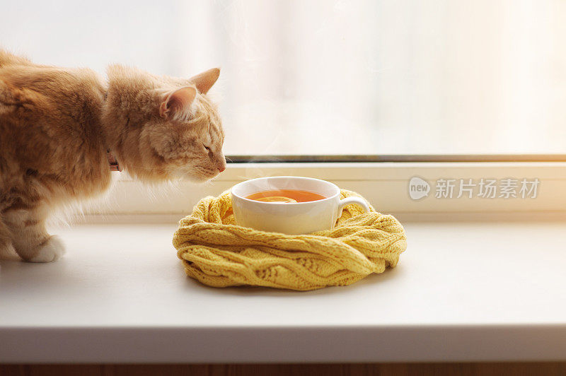 红猫闻到了窗台上裹着围巾的热茶