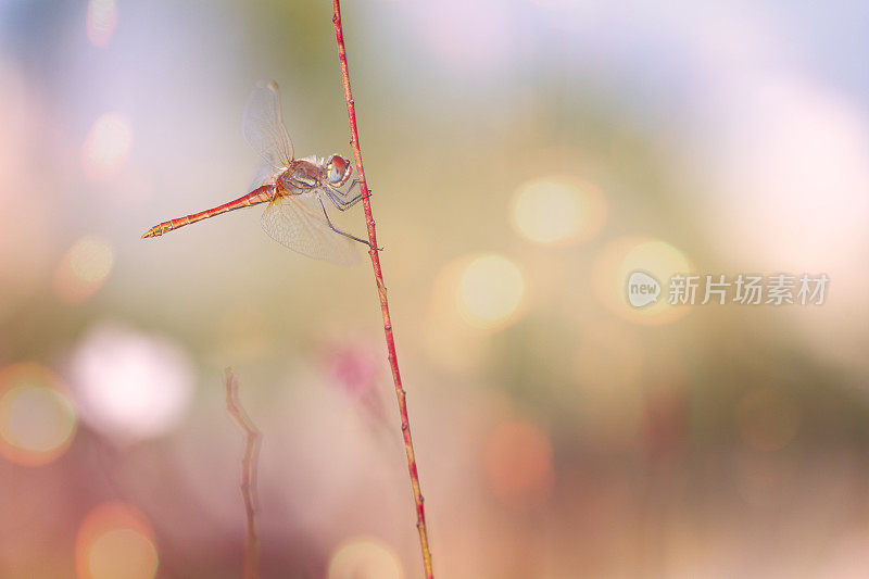 一朵花中的蜻蜓