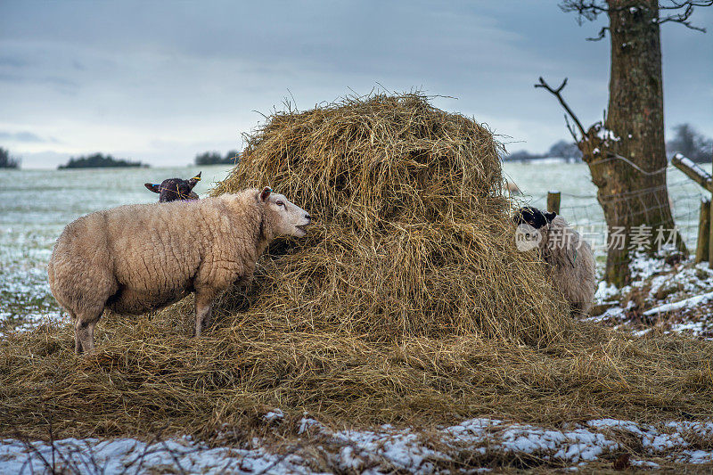 绵羊在冬天喂养。