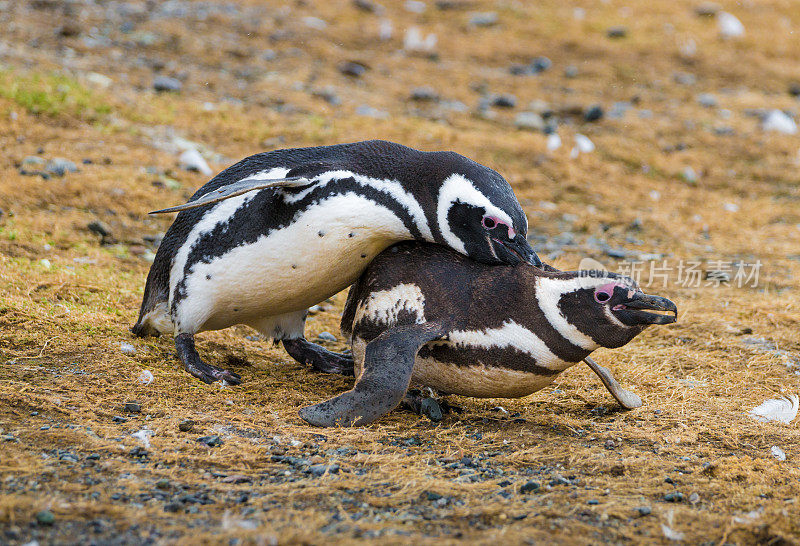 一只麦哲伦企鹅追逐咬咬另一只