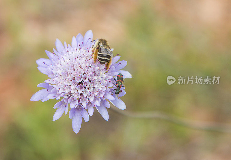 大黄蜂和甲虫在粉红色的花上