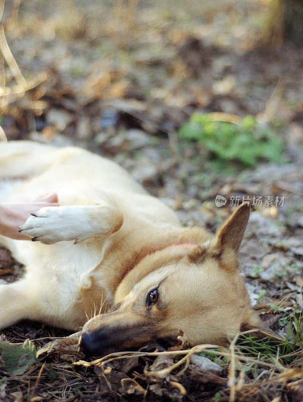 可爱的女孩狗躺在公园的地上，想抓她的肚子。拍摄电影