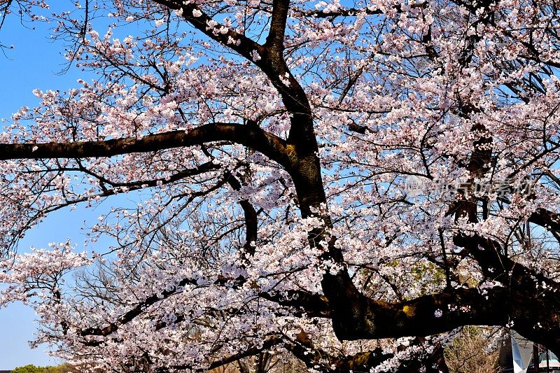 东京上野公园的樱花