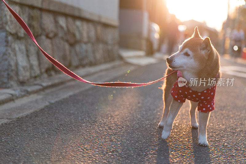 日本柴犬散步