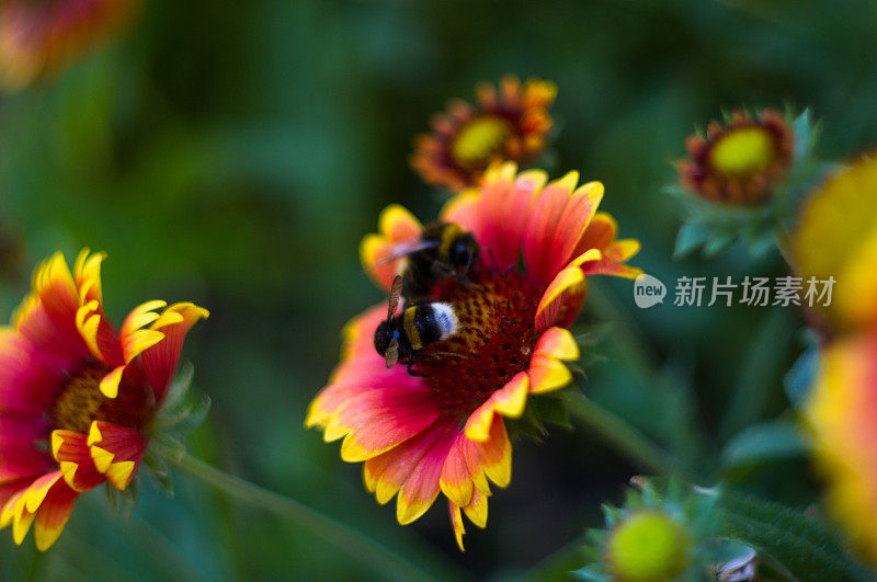 由蜜蜂授粉的彩色花朵盖拉迪亚在花园里