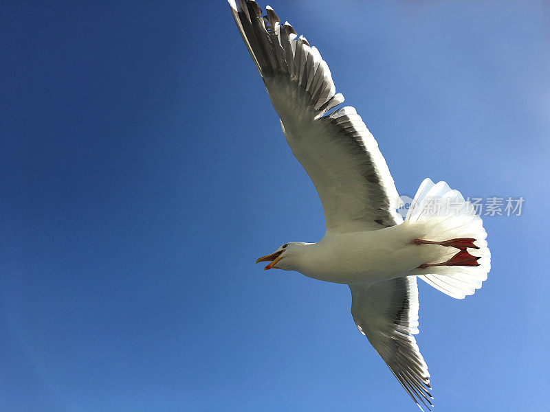 海鸥张开翅膀在蓝色的海面上飞翔和降落。