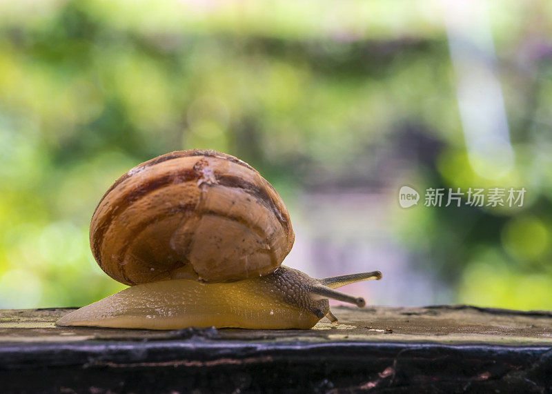 蜗牛到达树枝觅食