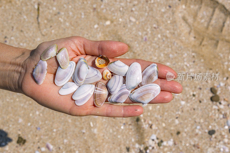 在海滩上捡贝壳