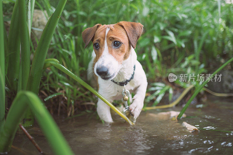 顽皮的小杰克罗素梗狗在瀑布中玩耍