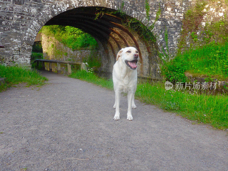 英国运河上的拉布拉多寻回犬