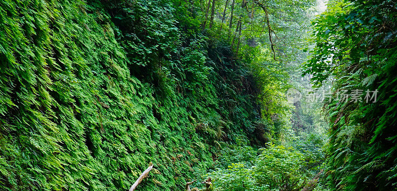 蕨类植物绿色峡谷