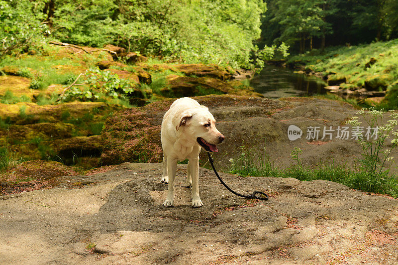 拉布拉多寻回犬