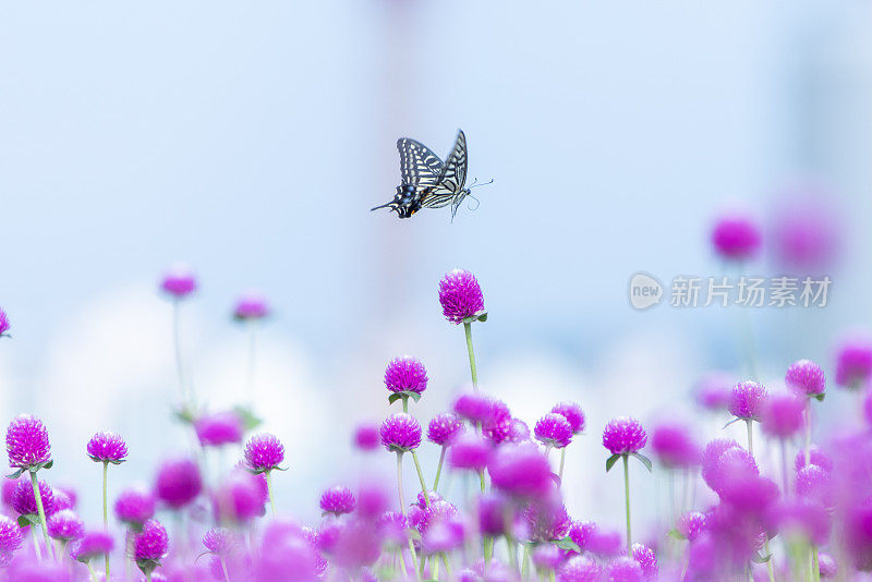 柠檬花和虎斑蝶