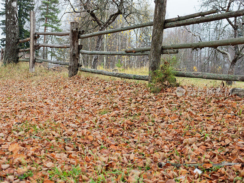 篱笆下的落叶