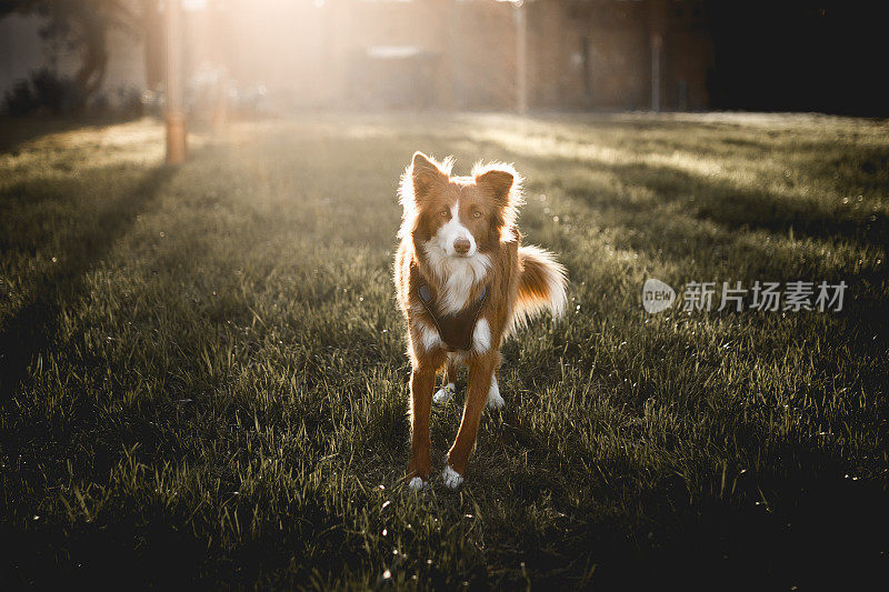 可爱的棕色边境牧羊犬肖像在日落