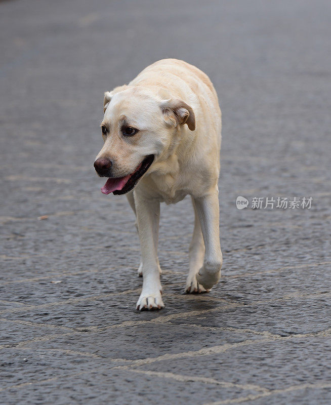 西西里的拉布拉多寻回犬