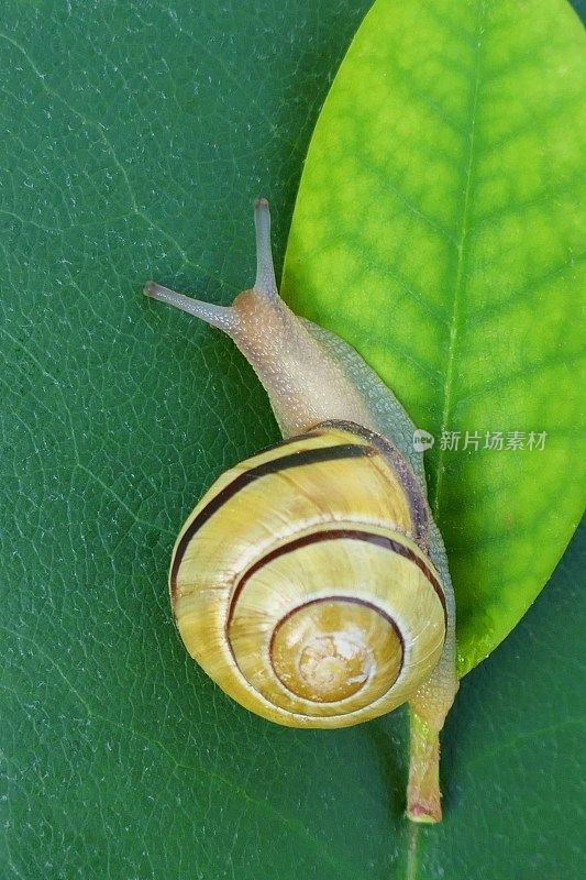 绿叶上的蜗牛。小蜗牛在一片绿色的叶子上，在一片深绿色的叶子上。蜗牛提取。蜗牛黏液。蜗牛黏液