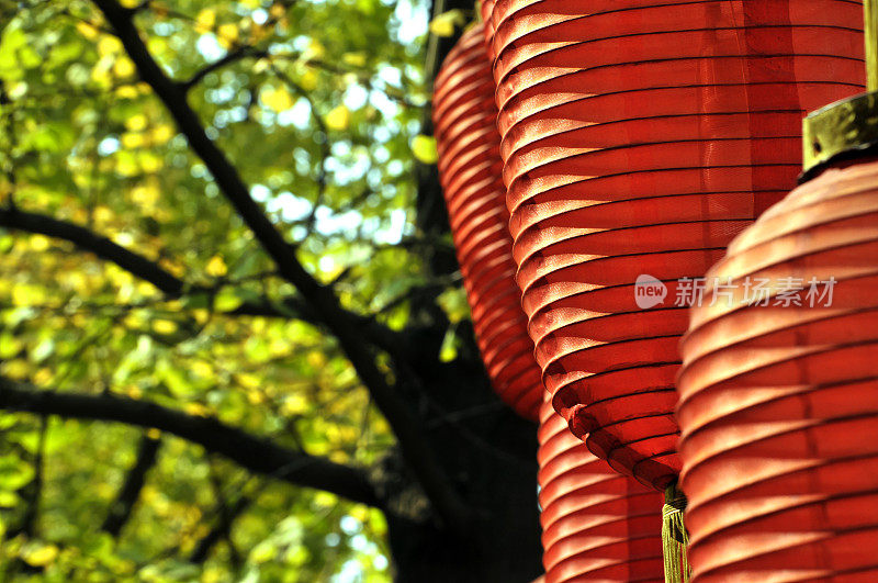 银杏叶金黄了，秋天的银杏树上挂着红灯笼