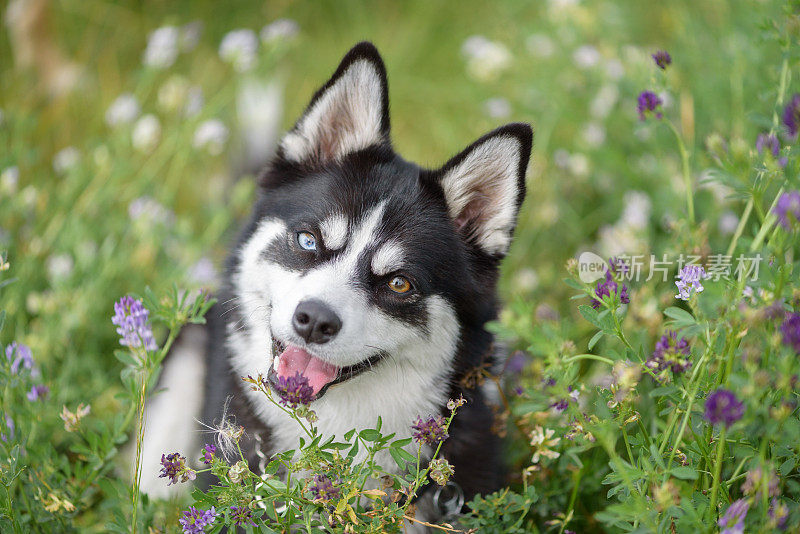 Minin哈士奇有2个不同颜色的眼睛微笑，舌头伸出在野花