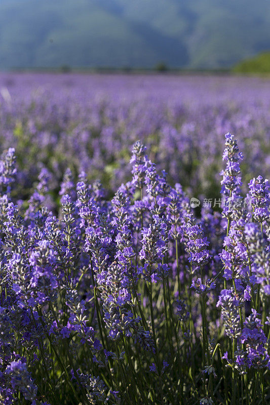 薰衣草花