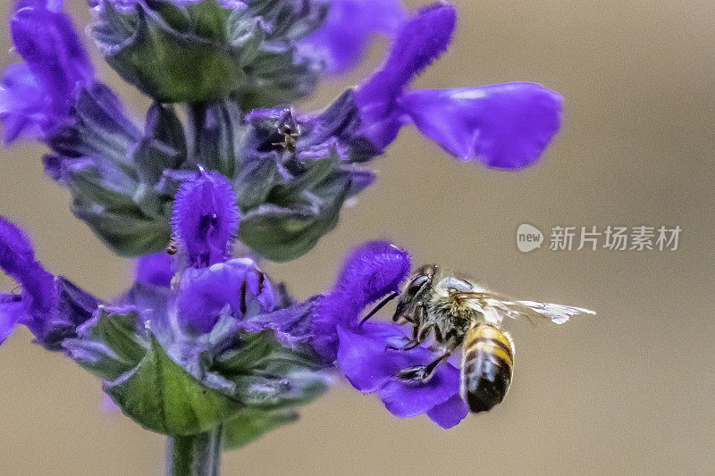 蜜蜂在薰衣草花的紫色花瓣上