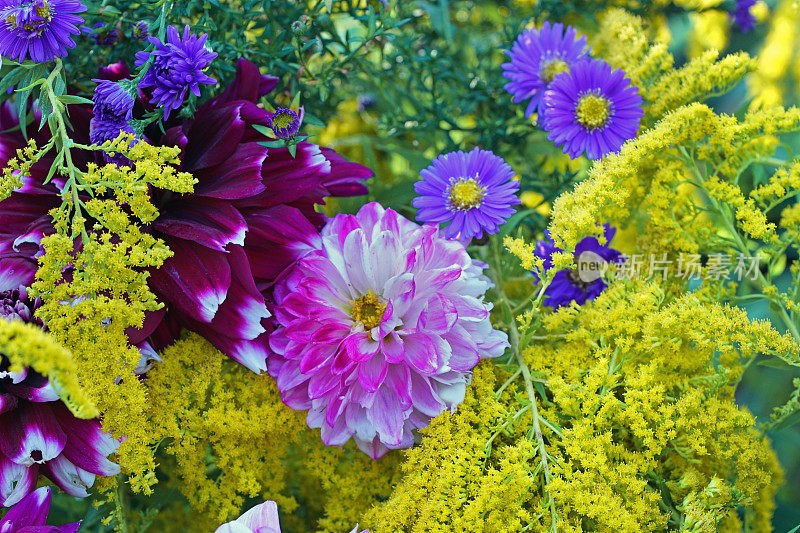 大丽花，金杖和紫菀