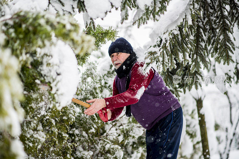 大雪过后，高年级学生清理树上的积雪