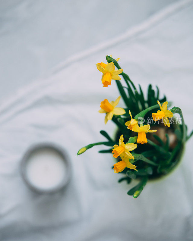 花水仙。带有复制空间的Spring概念