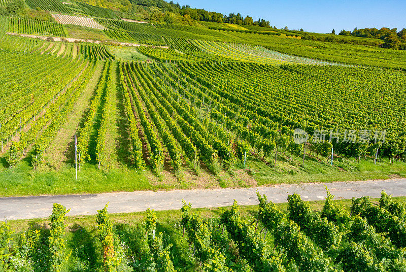 葡萄园在低森林纪念碑纪念碑Rüdesheim，德国