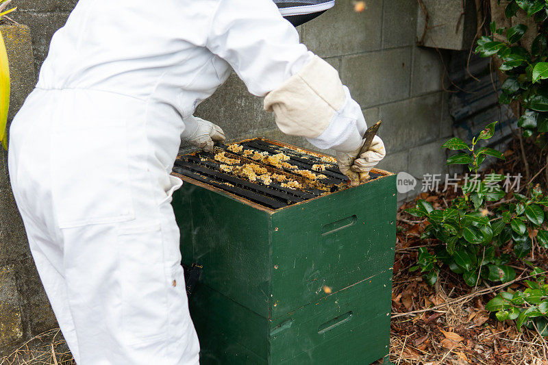 养蜂人正在检查蜂箱