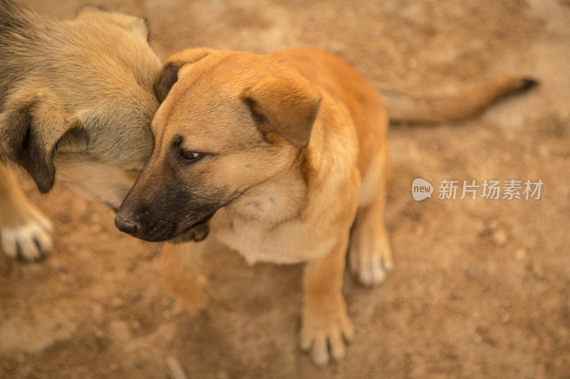 无家可归的动物