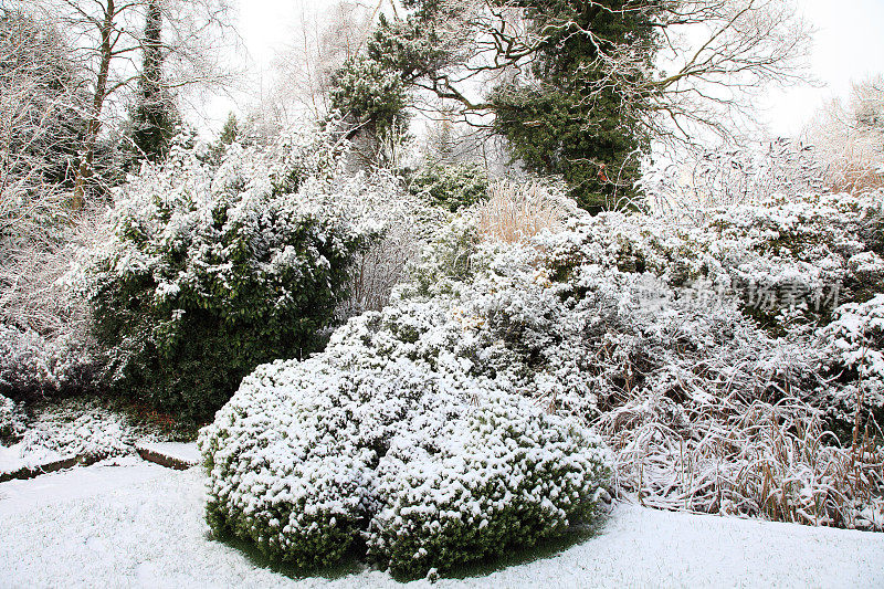 植物在雪