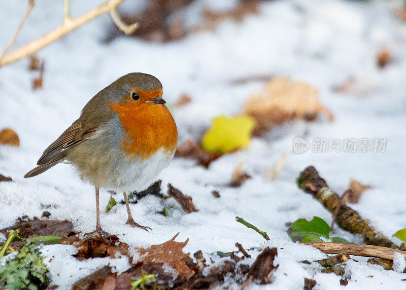 罗宾在雪