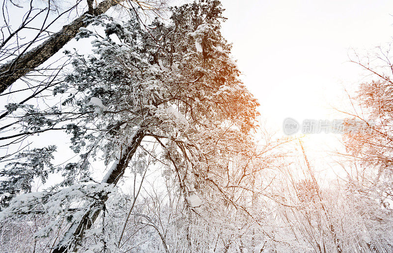 树枝上覆盖着雪