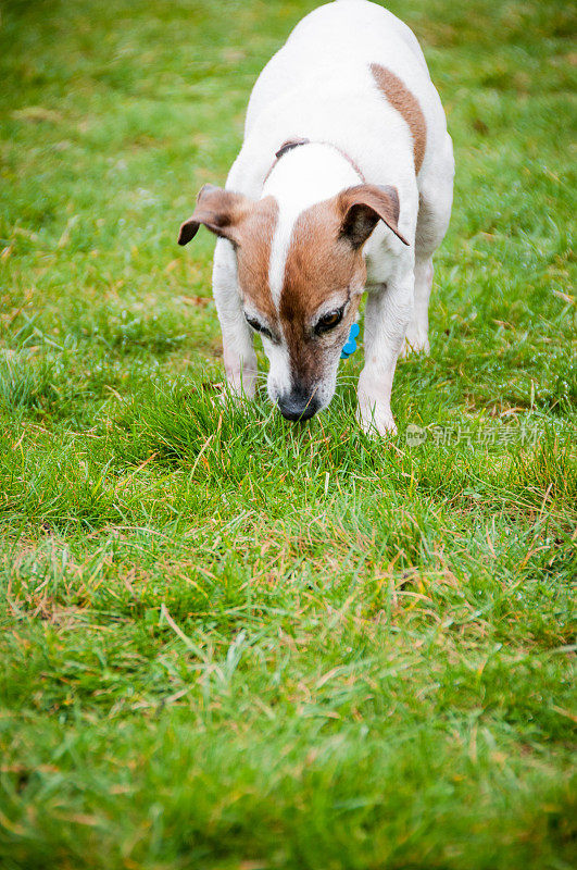 杰克罗素梗犬在花园里的草地上嗅来嗅去