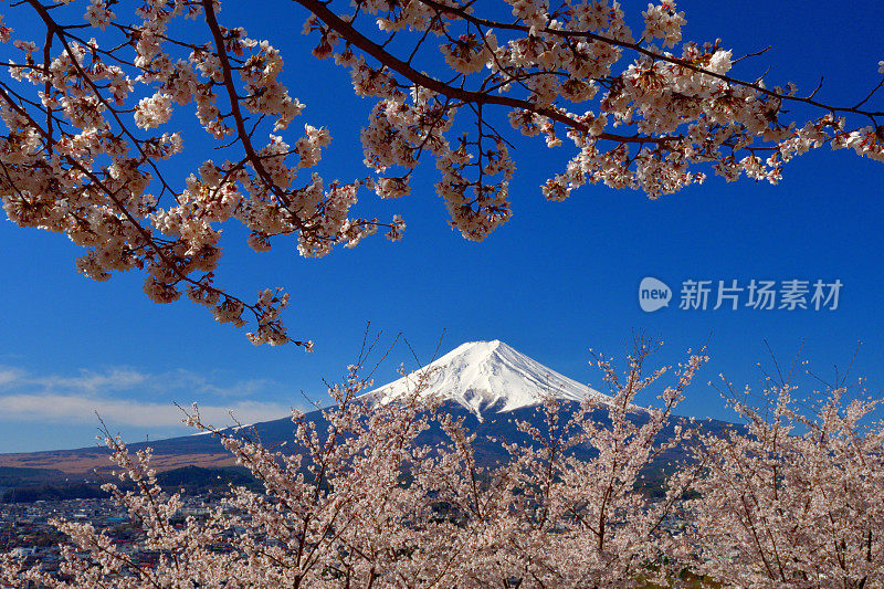 富士山和樱花:从荒山森根公园，富士吉田