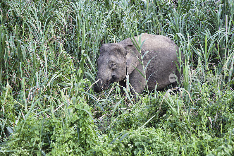 婆罗洲丛林里的小象