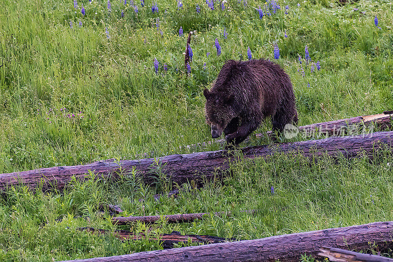 美国黄石公园里的灰熊和她的幼崽