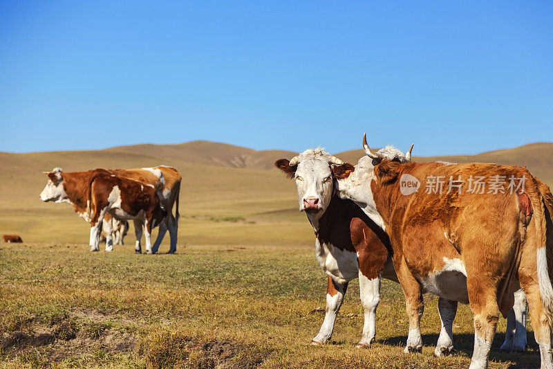 牛在河边阳光充足的牧场上吃草