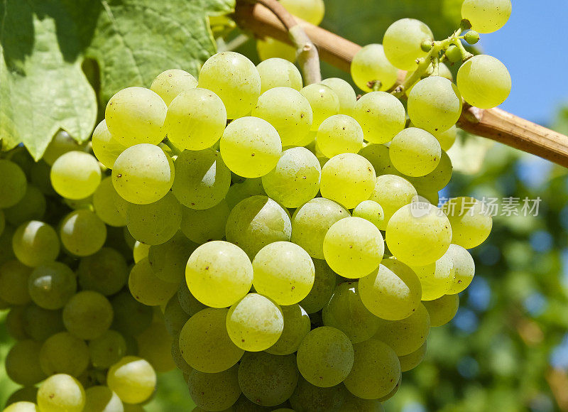 特写白葡萄酒葡萄在著名的瓦肖，下奥地利