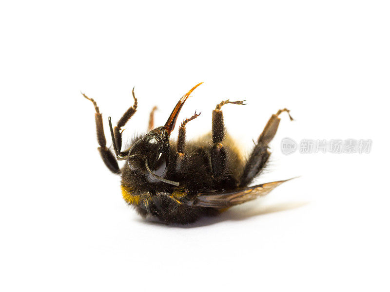 一只死去的大黄蜂孤零零地躺在白色的背景上。昆虫死亡与环保理念。